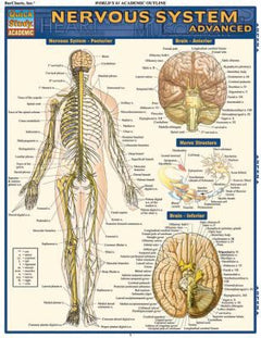 NERVOUS SYSTEM ADVANCED